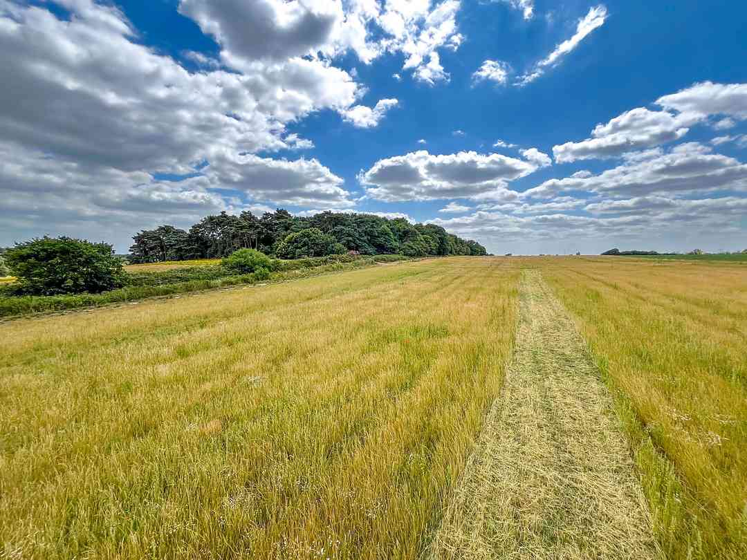 Lions Row (foto aggiunta dal gestore il giorno 11/11/2025)