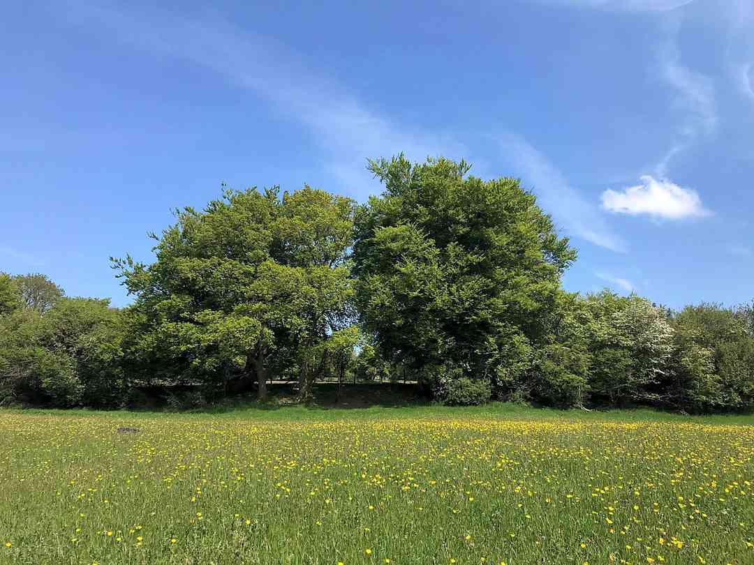 Willow Acres Campsite: Mature oak trees (photo added by manager on 03/10/2021)