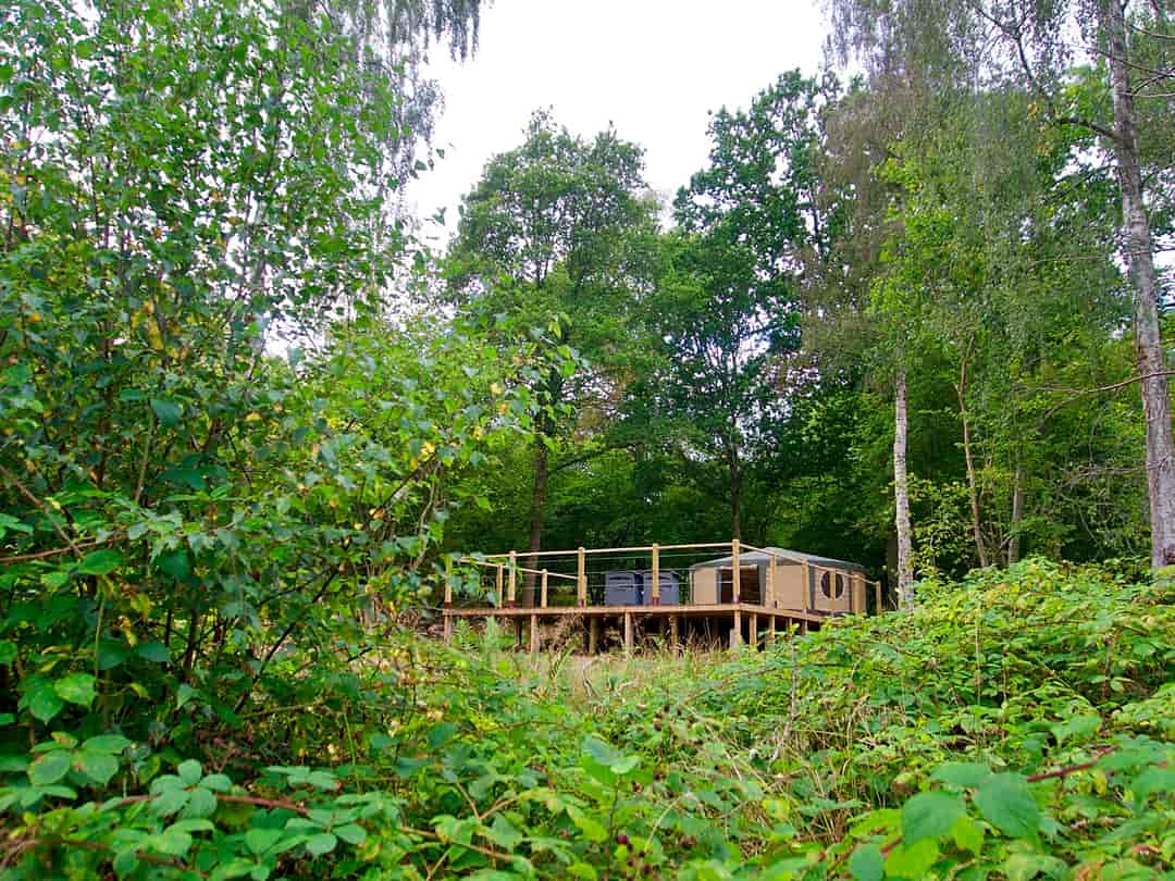 English Forest Experience: Woodland-based yurt and decking