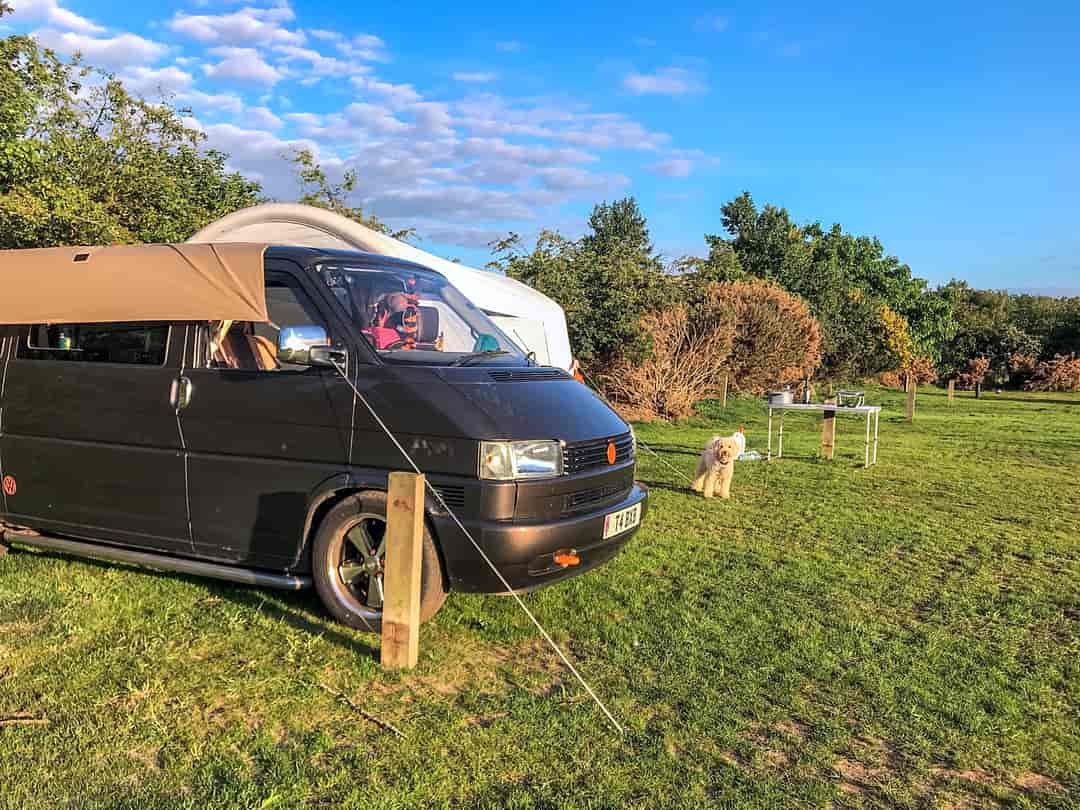 Pine Cones Caravan and Camping: Visitor image of the dog friendly pitches