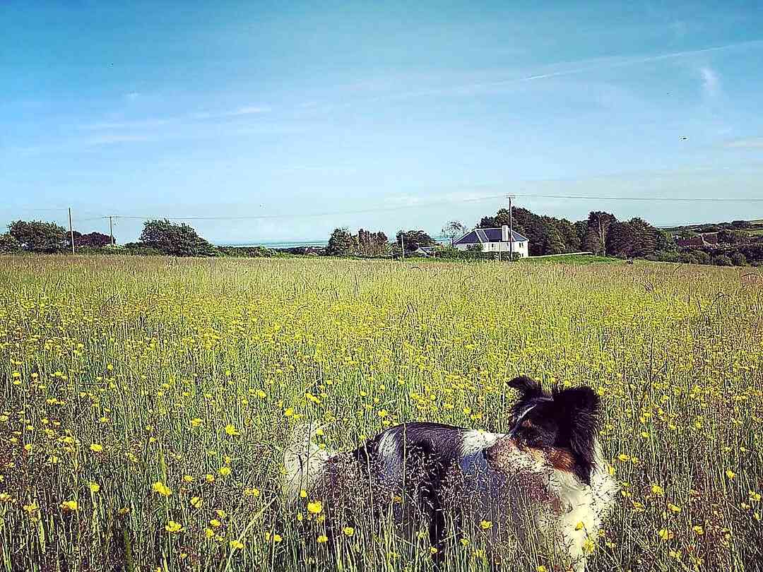 Wynd Hill Hideaway Tenby Updated 2020 Prices Pitchup