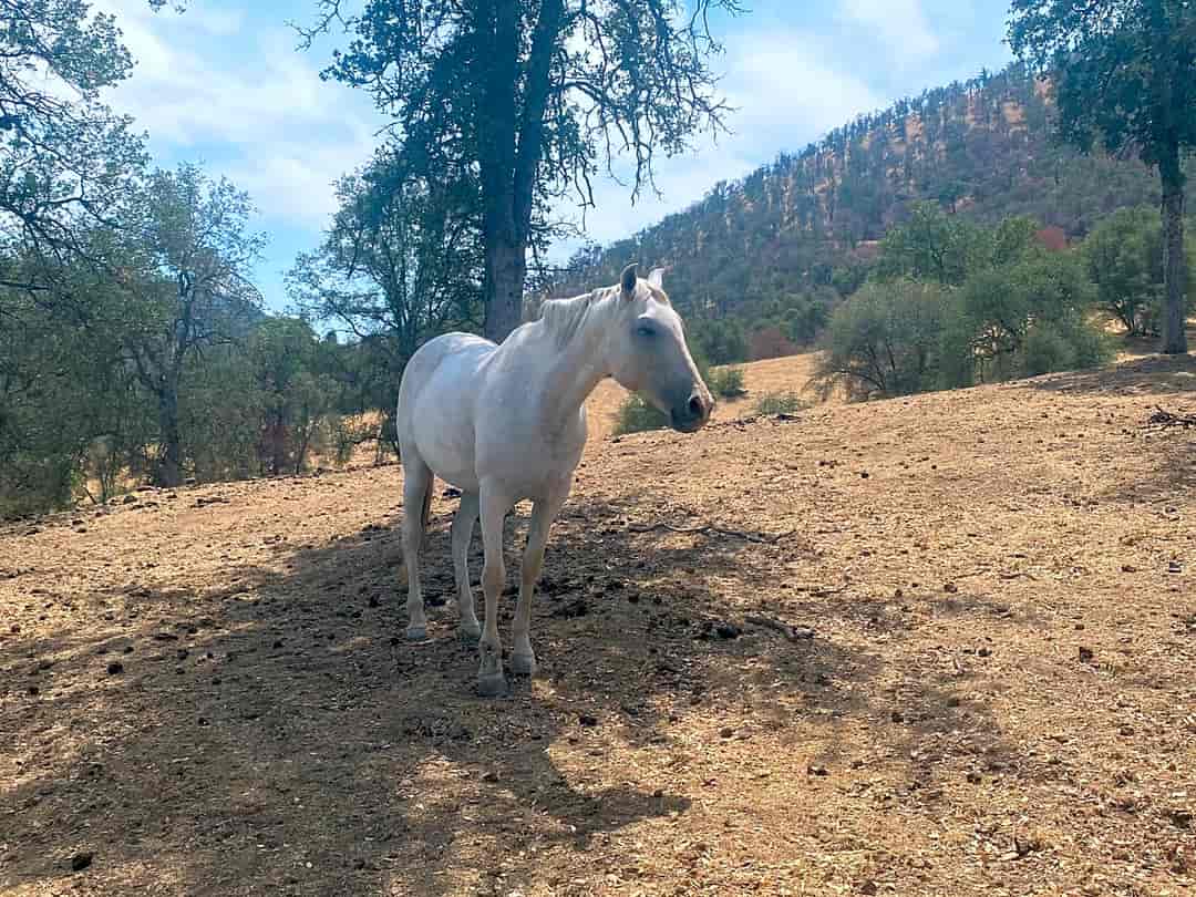 Downer Ranch: Horses roam free around the property