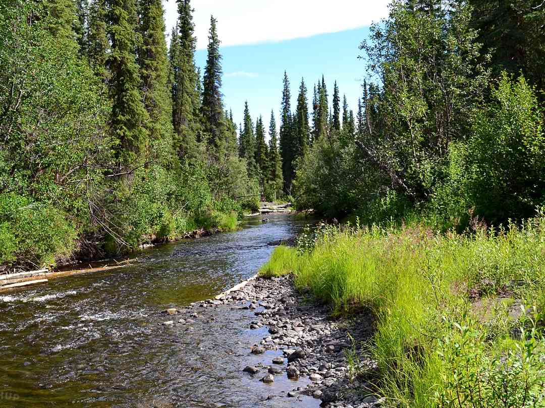 Tolsona Wilderness Campground Glennallen Pitchup