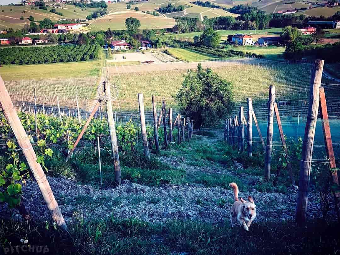La Rosa nel Borgo: The farm and vineyards