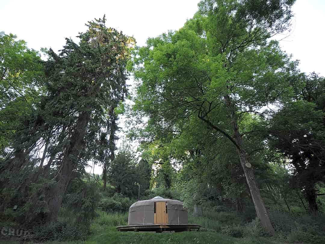 Redwood Valley - Woodland Cabin and Yurts: The tree canopy is alive with birdlife