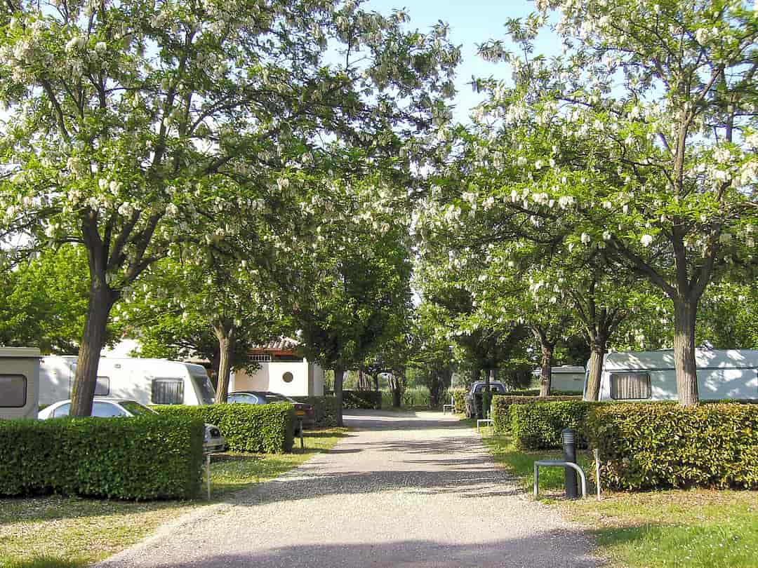 Family Camping les Rives de L'Hérault: Tree-lined pitches