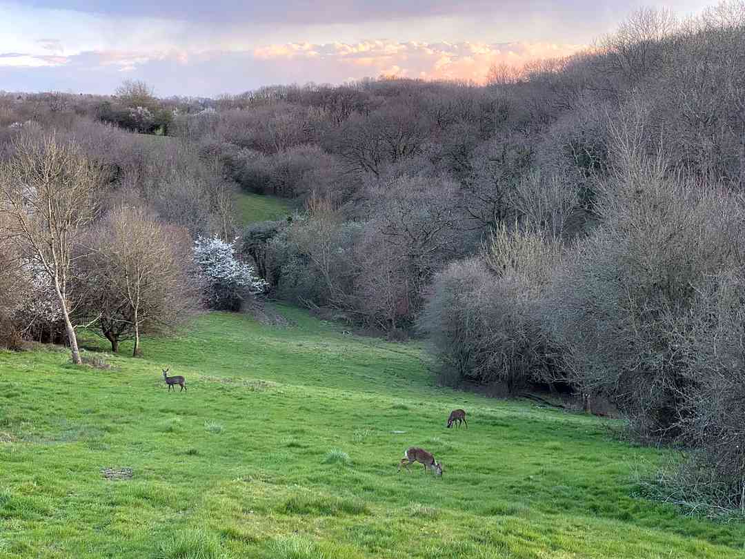 Horwood Farm Camping: Deer just off the footpath