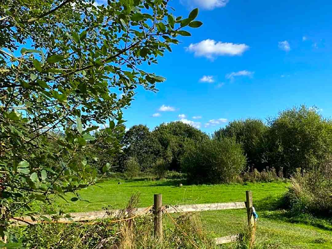 Five Wyches Farm Camping: Grass pitches surrounded by woodland (photo added by manager on 04/07/2023)