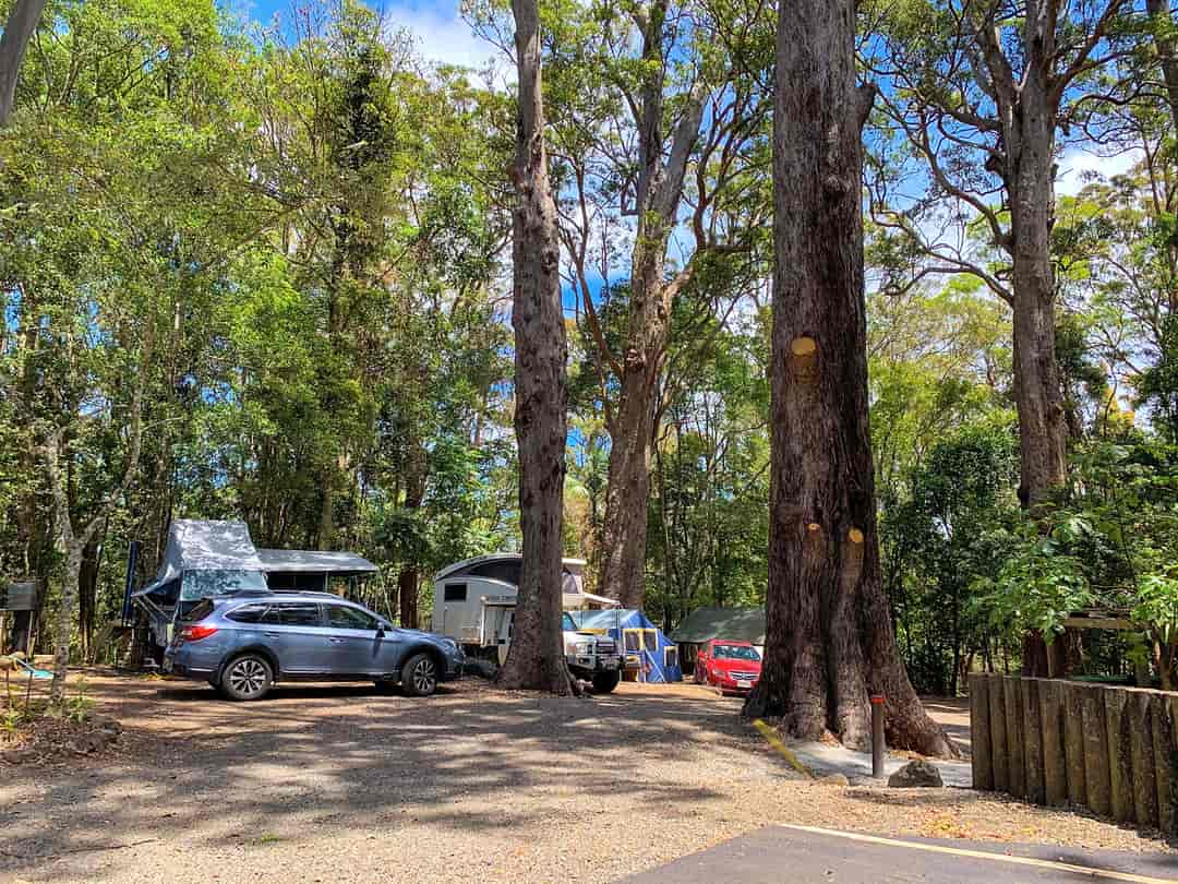 Binna Burra Campground: Trees all around