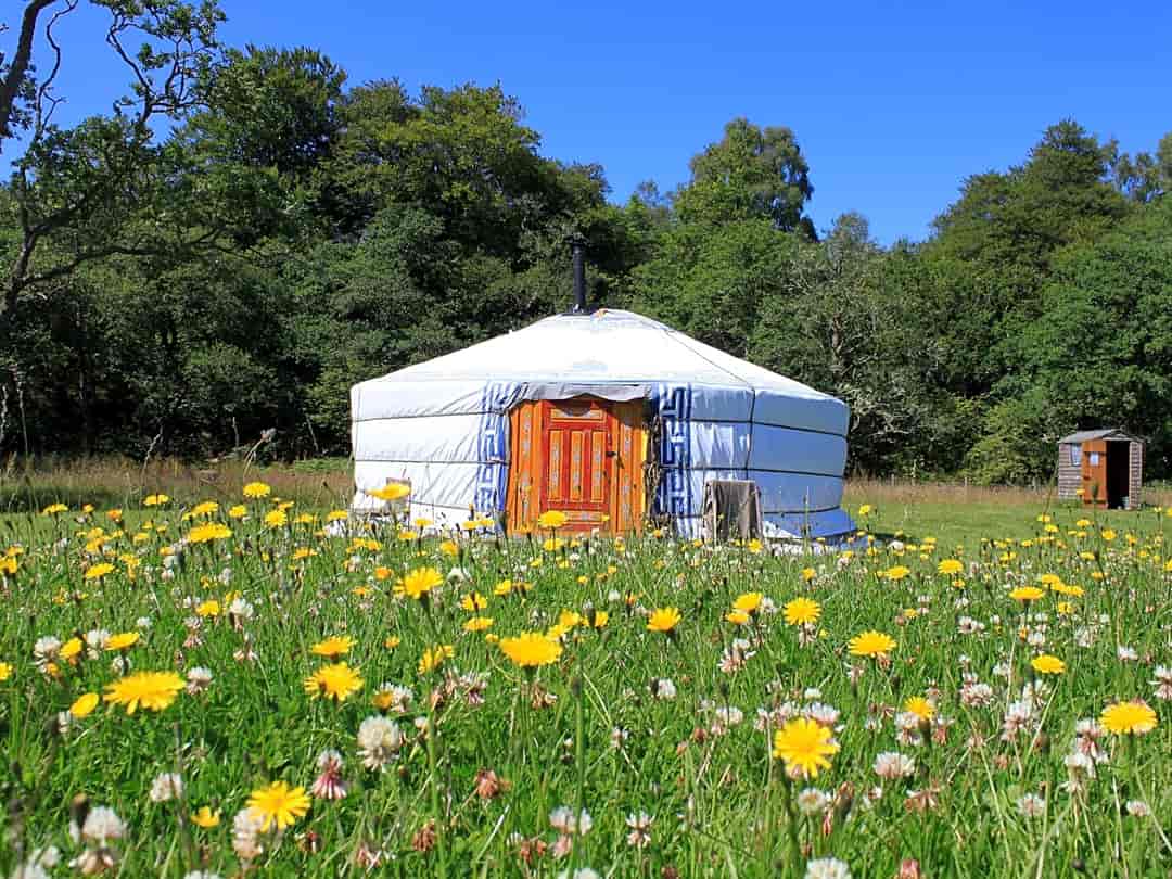 Great Glen Yurts: Wildflowers in the grass (photo added by manager on 16/06/2022)