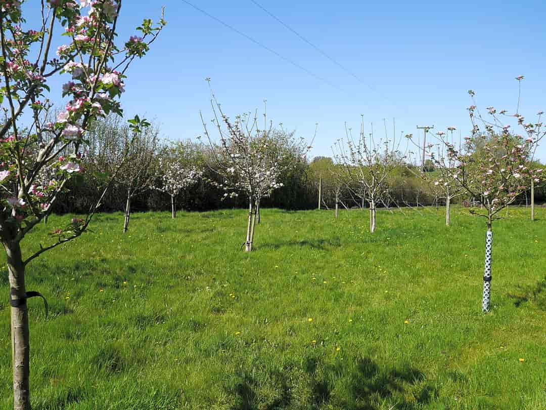 The Den and Orchard: Trees in the orchard