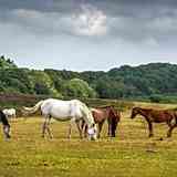 The New Forest