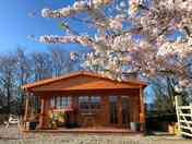 Cherry blossom in the spring sunshine outside Woodpecker