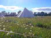 Bell tents in the North paddock