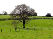 Non-electric grass and earth tent pitch
