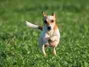 Dog on the fenced pitches