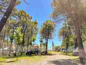 Pitches among the trees