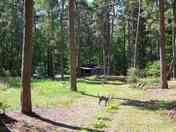 Woodland around the campsite