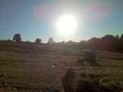The Hay Field as the sun sets