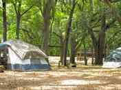 Camping in the woods