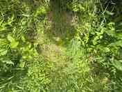 Pic of the ground kind of sandy