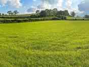 Grassy field - panorama