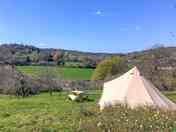 Bell tent pitch among wild flowers