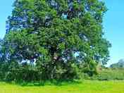 One of our many Oaks