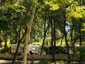 Among the trees