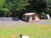 Site location with free range chickens