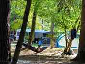 Pitches under trees