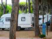 Pitches among the trees