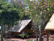 Safari tents