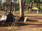 Tent pitched in the pinewood