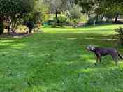 Large area for dogs to roam or run or play