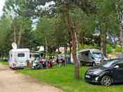 Pitch in the woods