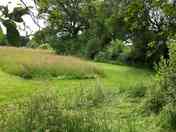 Green views