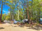 Pitches between the trees