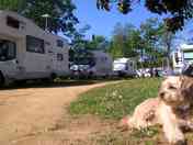 Dog-friendly site