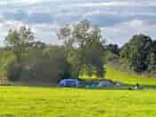 Tent pitch in the shelter of the meadow's copse, with the hedgerow shower nearby (added by manager 10 Sep 2021)