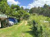 Pitches shaded by trees