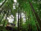 Cabin in the forest