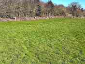 Grass pitches