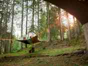 Tree tent in the forest