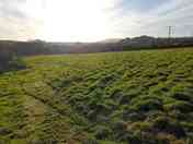 Lower meadow