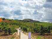 View of the site