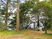 Forest floor above the sea