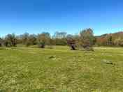 Large field with shelter and safely fenced off from the river