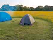 Visitor image of the tent pitched around buttercup filled field (added by manager 20 Oct 2022)