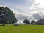 Field view